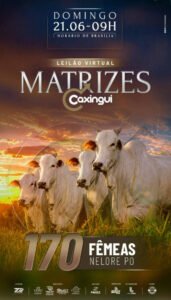 leilao-virtual-matrizes-caxingui