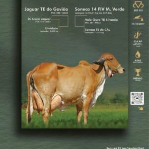 Pacote 22 – Soneca Fiv Da Indiano