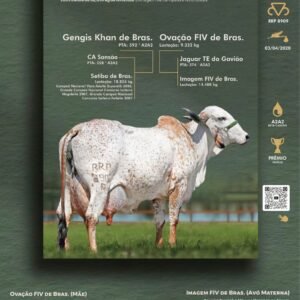 Pacote 14 – Verona Fiv De Bras.