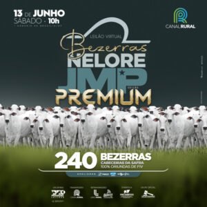 virtual-bezerras-nelore-jmp-edicao-premium
