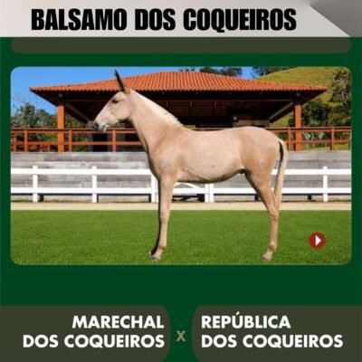 Lote 01 – BALSAMO DOS COQUEIROS
