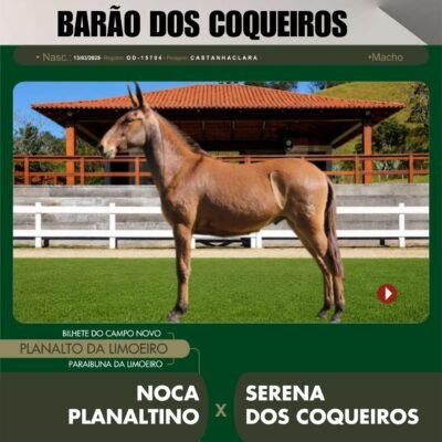 Lote 10 – BARÃO DOS COQUEIROS