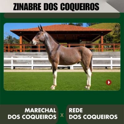 Lote 11 – ZINABRE DOS COQUEIROS