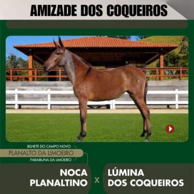 Lote 12 – AMIZADE DOS COQUEIROS