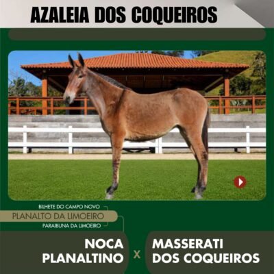 Lote 13 – AZALEIA DOS COQUEIROS
