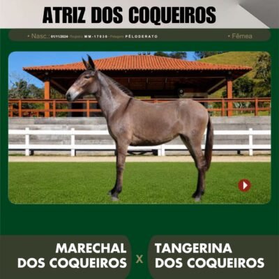 Lote 14 – ATRIZ DOS COQUEIROS