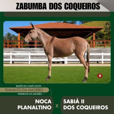 Lote 15 – ZABUMBA DOS COQUEIROS