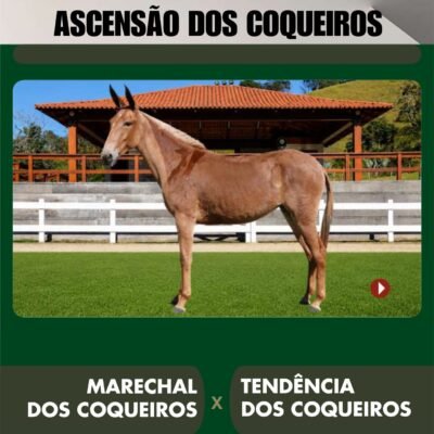Lote 16 – ASCENSÃO DOS COQUEIROS