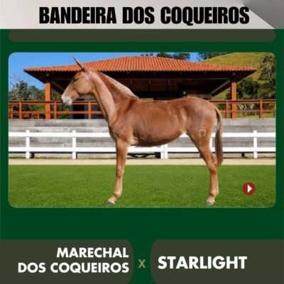 Lote 17 – BANDEIRA DOS COQUEIROS