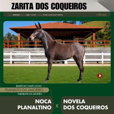 Lote 18 – ZARITA DOS COQUEIROS