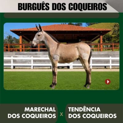 Lote 19 – BURGUÊS DOS COQUEIROS