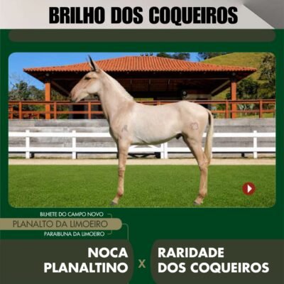 Lote 02 – BRILHO DOS COQUEIROS