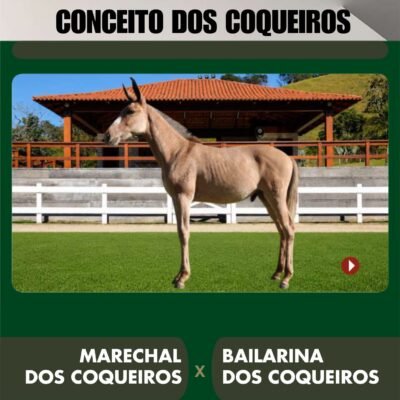 Lote 20 – CONCEITO DOS COQUEIROS