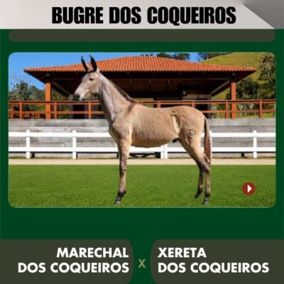 Lote 21 – BUGRE DOS COQUEIROS