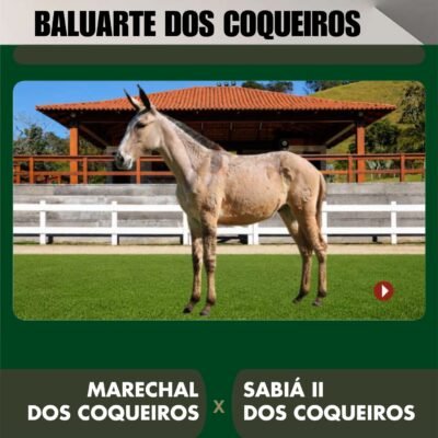 Lote 22 – BALUARTE DOS COQUEIROS