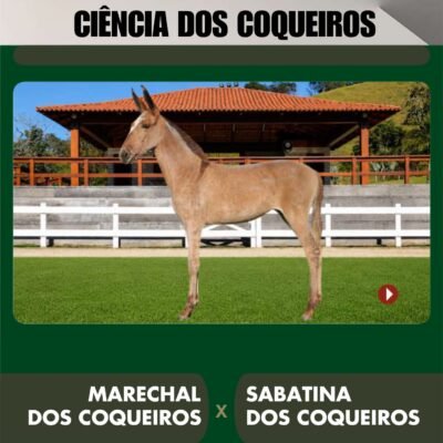 Lote 23 – CIÊNCIA DOS COQUEIROS