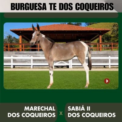 Lote 24 – BURGUESA TE DOS COQUEIROS