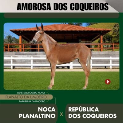 Lote 25 – AMOROSA DOS COQUEIROS
