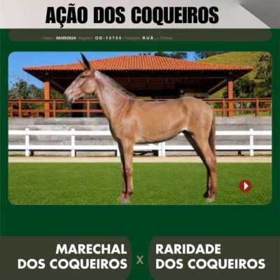Lote 26 – AÇÃO DOS COQUEIROS