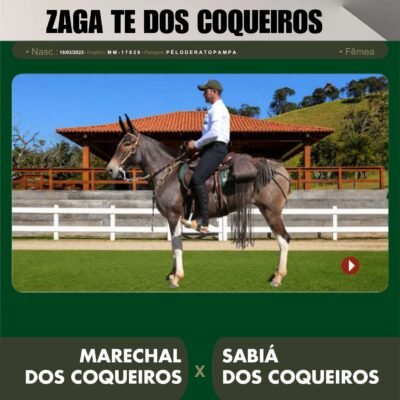 Lote 28 – ZAGA TE DOS COQUEIROS