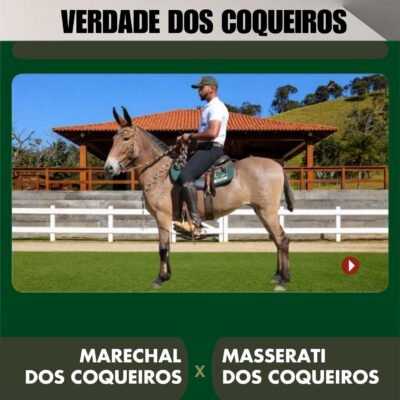 Lote 29 – VERDADE DOS COQUEIROS