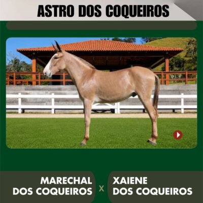 Lote 03 – ASTRO DOS COQUEIROS