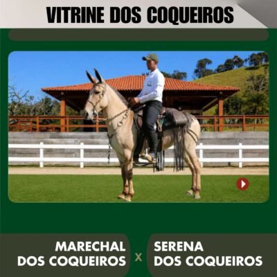 Lote 33 – VITRINE DOS COQUEIROS