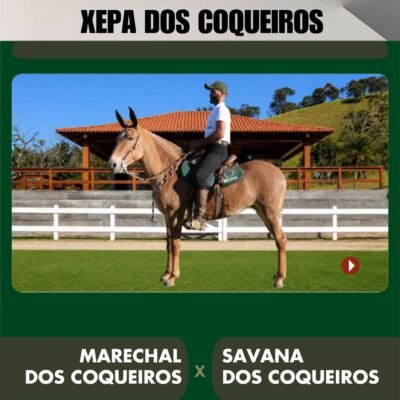 Lote 34 – XEPA DOS COQUEIROS