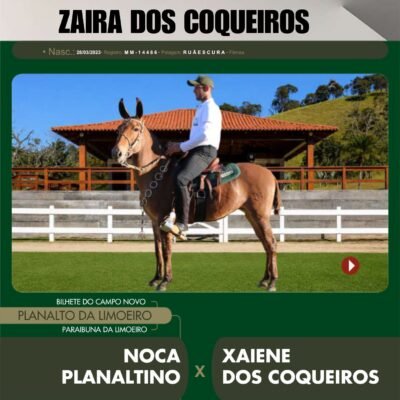 Lote 35 – ZAIRA DOS COQUEIROS