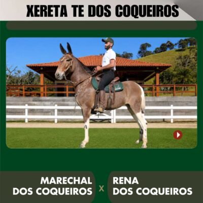 Lote 37 – XERETA TE DOS COQUEIROS