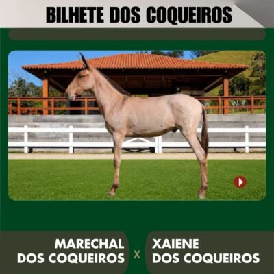 Lote 04 – BILHETE DOS COQUEIROS