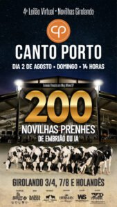 4-leilao-virtual-canto-porto-200-novilhas-prenhes