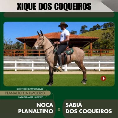 Lote 40 – XIQUE DOS COQUEIROS