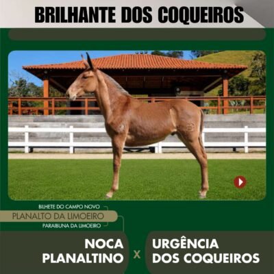 Lote 05 – BRILHANTE DOS COQUEIROS