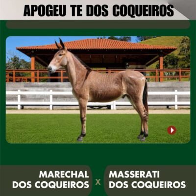 Lote 06 – APOGEU TE DOS COQUEIROS