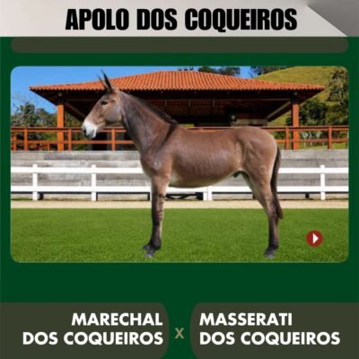 Lote 07 – APOLO DOS COQUEIROS