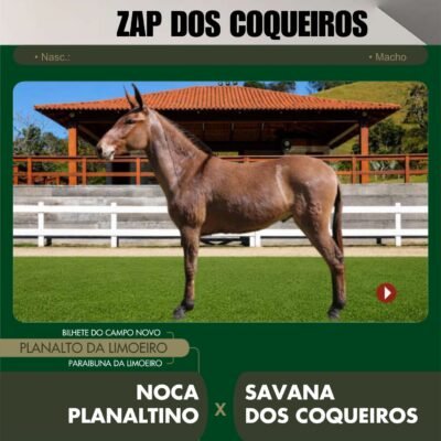 Lote 08 – ZAP DOS COQUEIROS