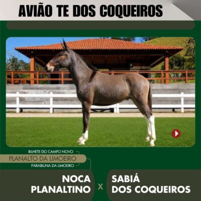 Lote 09 – AVIÃO TE DOS COQUEIROS