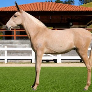 Lote 01 - BALSAMO DOS COQUEIROS