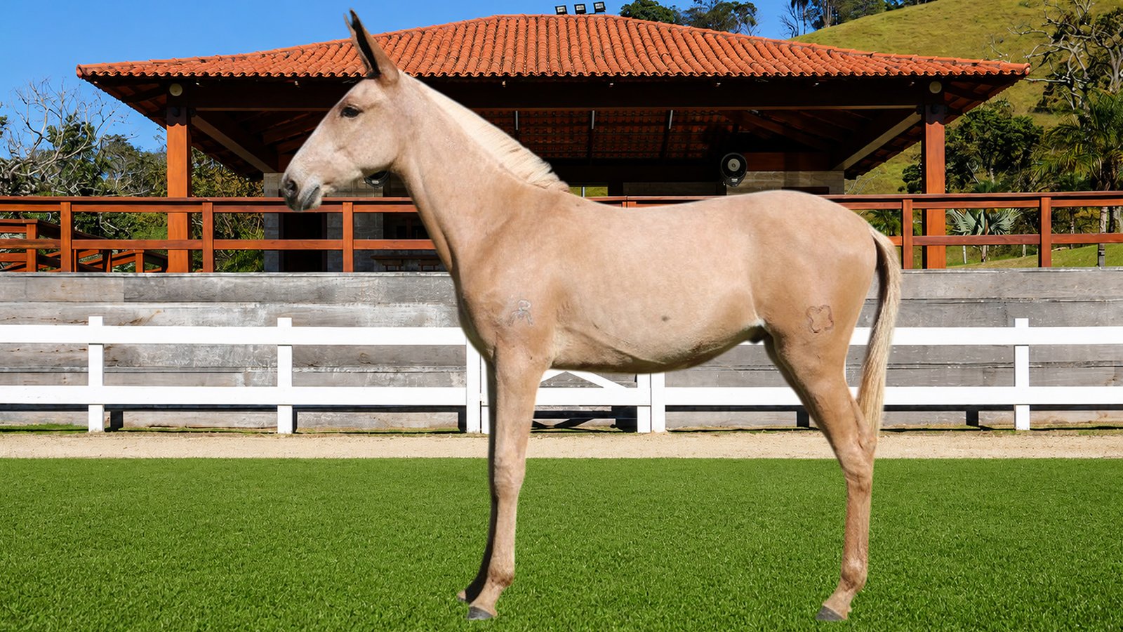 Lote 01 – BALSAMO DOS COQUEIROS