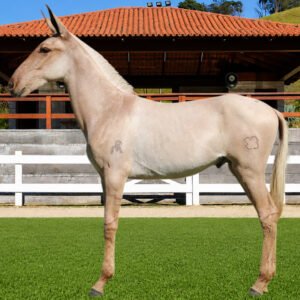 Lote 02 - BRILHO DOS COQUEIROS