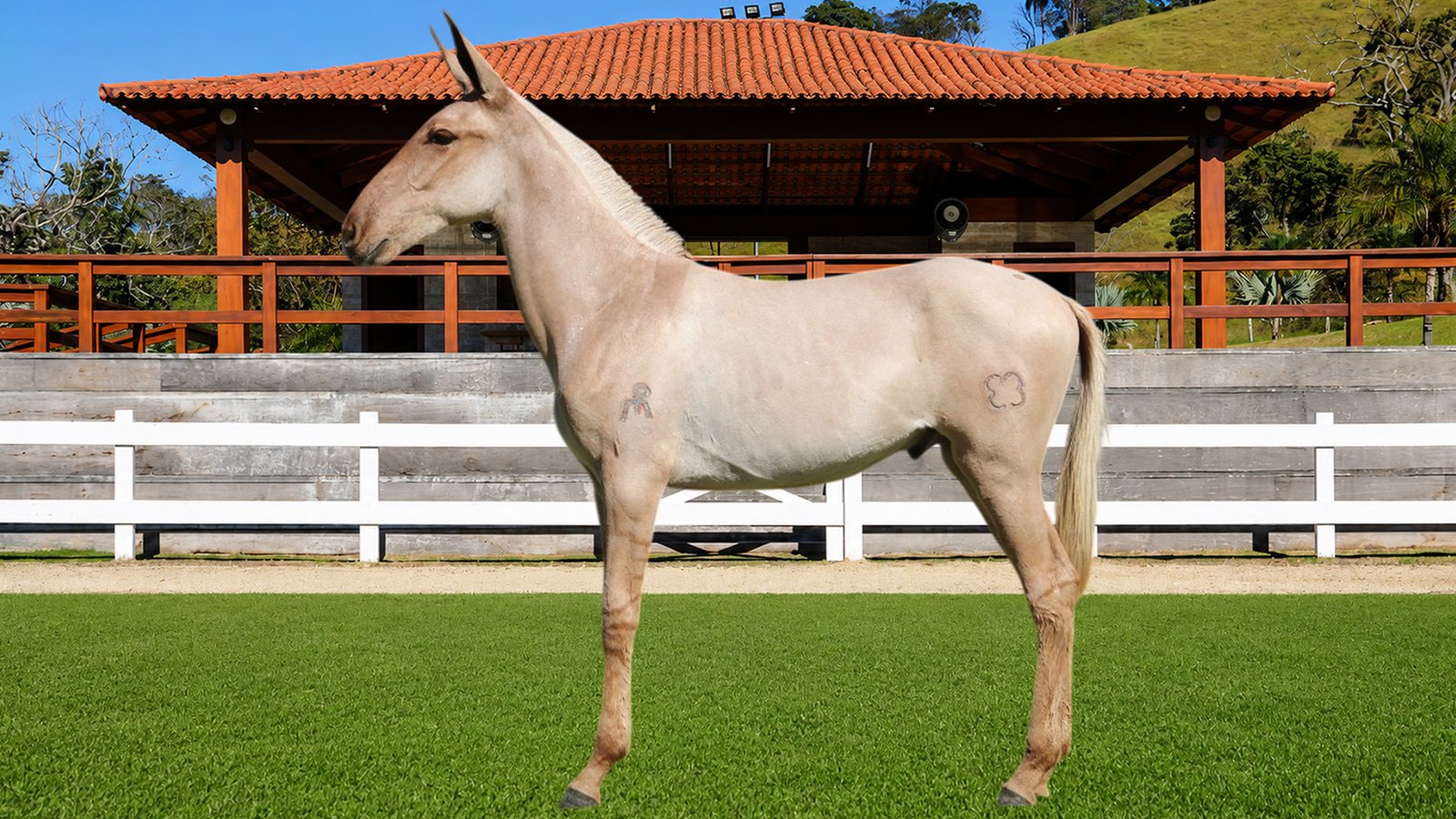 Lote 02 – BRILHO DOS COQUEIROS