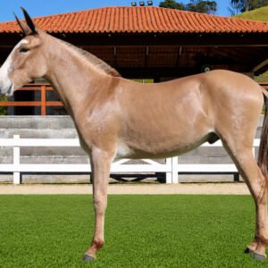Lote 03 - ASTRO DOS COQUEIROS