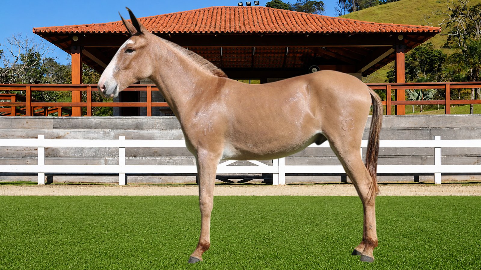 Lote 03 – ASTRO DOS COQUEIROS
