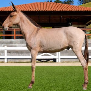 Lote 04 - BILHETE DOS COQUEIROS