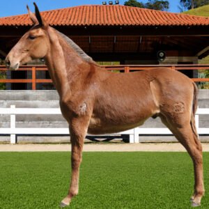 Lote 05 - BRILHANTE DOS COQUEIROS