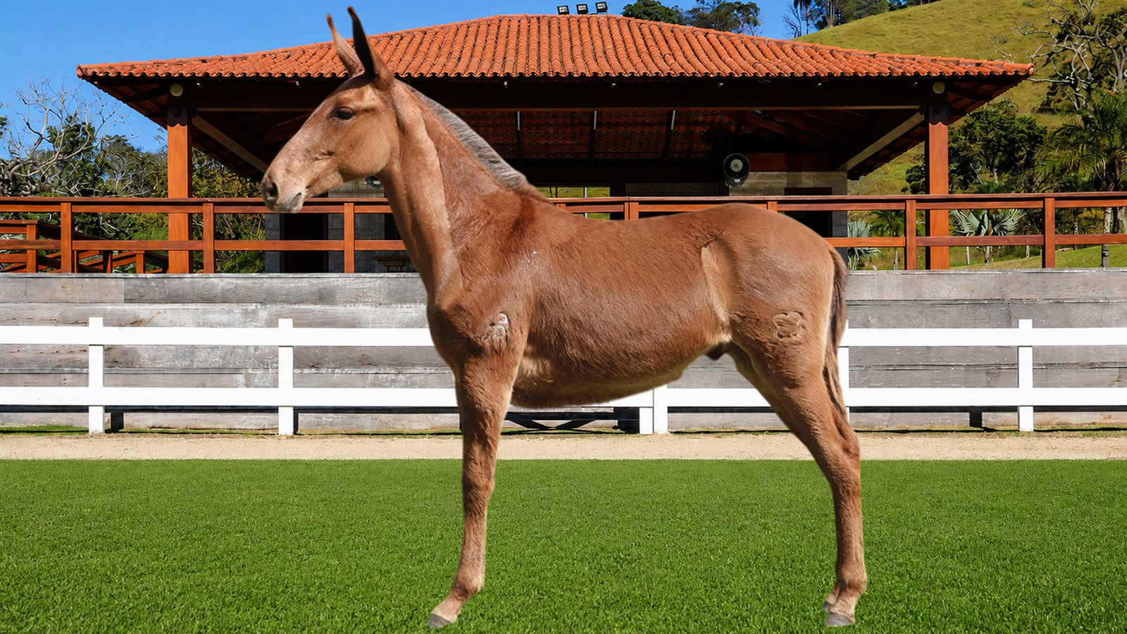Lote 05 – BRILHANTE DOS COQUEIROS