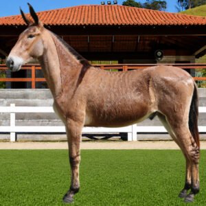 Lote 06 - APOGEU TE DOS COQUEIROS