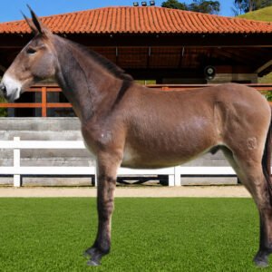 Lote 07 - APOLO DOS COQUEIROS