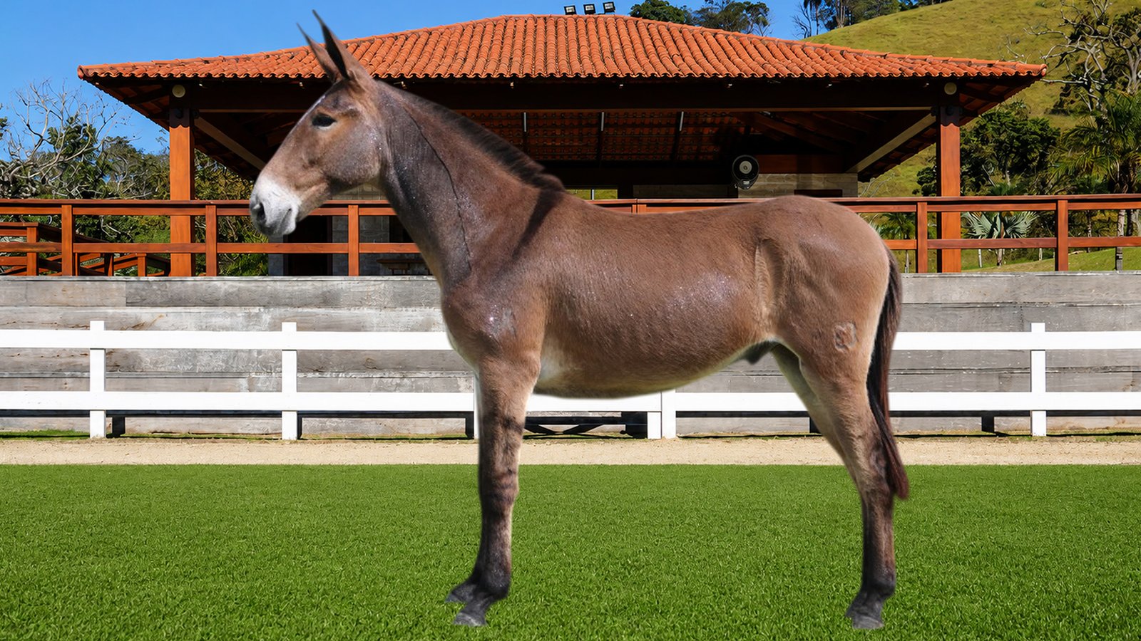 Lote 07 – APOLO DOS COQUEIROS